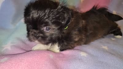 AKC DAISY 🍿🍇🍓, a female Shih Tzu for sale in Charlotte, NC – 8 of 10