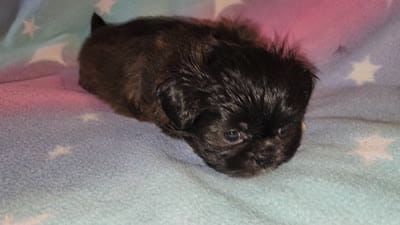 AKC DAISY 🍿🍇🍓, a female Shih Tzu for sale in Charlotte, NC – 10 of 10