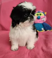 AKC INDY 🍎🍭🎂, a female Shih Tzu for sale in Charlotte, NC – 7 of 10