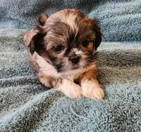AKC BELLA 🎀🔮🪁, a female Shih Tzu for sale in Charlotte, NC – 3 of 10
