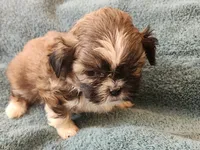 AKC MAX ⚽️🏓, a male Shih Tzu for sale in Charlotte, NC – 3 of 10