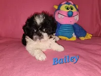 AKC BAILEY 💙💓♥️, a female Shih Tzu for sale in Charlotte, NC – 8 of 10