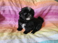 AKC CONNOR 💙📫💎, a male Shih Tzu for sale in Charlotte, NC – 3 of 9