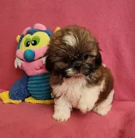AKC COOPER ⚽️ 🏓 🪁, a male Shih Tzu for sale in Charlotte, NC – 6 of 10