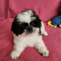 AKC INDY 🍎🍭🎂, a female Shih Tzu for sale in Charlotte, NC – 8 of 10