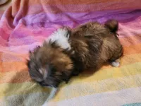 AKC BELLA 🎀🔮🪁, a female Shih Tzu for sale in Charlotte, NC – 7 of 10
