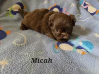 AKC Micah 🎉🏈🪀, a male Shih Tzu for sale in Charlotte, NC – 8 of 10