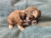 AKC MAX ⚽️🏓, a male Shih Tzu for sale in Charlotte, NC – 7 of 10