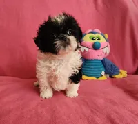 AKC BAILEY 💙💓♥️, a female Shih Tzu for sale in Charlotte, NC – 5 of 10