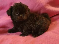 AKC LILLY 💙💓♥️, a female Shih Tzu for sale in Charlotte, NC – 2 of 10