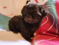 🎈AKC SOLID CHOCOLATE LILLY 🍫 😍 , a female Shih Tzu for sale in Charlotte, NC – 10 of 10