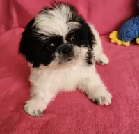 AKC INDY 🍎🍭🎂, a female Shih Tzu for sale in Charlotte, NC – 2 of 10