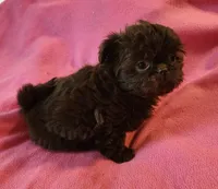AKC LILLY 💙💓♥️, a female Shih Tzu for sale in Charlotte, NC – 6 of 10