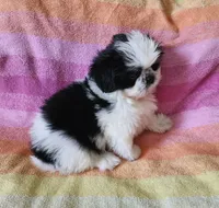AKC COLE ⚽️🏓, a male Shih Tzu for sale in Charlotte, NC – 2 of 10