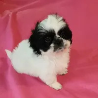 AKC INDY 🍎🍭🎂, a female Shih Tzu for sale in Charlotte, NC – 6 of 10