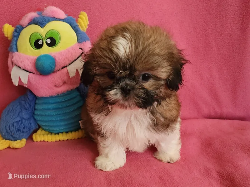 AKC COOPER ⚽️ 🏓 🪁 – Shih Tzu puppy for sale in Charlotte, NC