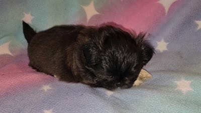 AKC DAISY 🍿🍇🍓, a female Shih Tzu for sale in Charlotte, NC – 9 of 10