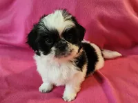 AKC INDY 🍎🍭🎂, a female Shih Tzu for sale in Charlotte, NC – 1 of 10