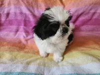 AKC COLE ⚽️🏓, a male Shih Tzu for sale in Charlotte, NC – 6 of 10