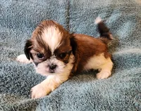 AKC LOKI 🎈🎁, a male Shih Tzu for sale in Charlotte, NC – 3 of 10