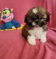 AKC COOPER ⚽️ 🏓 🪁, a male Shih Tzu for sale in Charlotte, NC – 7 of 10