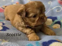 AKC Scottie ⚽️ 🏓 💙, a male Shih Tzu for sale in Charlotte, NC – 4 of 10