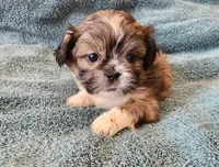 AKC BELLA 🎀🔮🪁, a female Shih Tzu for sale in Charlotte, NC – 2 of 10