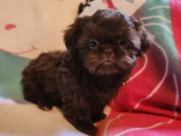 🎈AKC SOLID CHOCOLATE LILLY 🍫 😍 , a female Shih Tzu for sale in Charlotte, NC – 2 of 10
