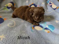 AKC Micah 🎉🏈🪀, a male Shih Tzu for sale in Charlotte, NC – 9 of 10