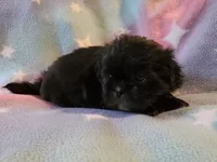 AKC JASMINE 💙💓♥️, a female Shih Tzu for sale in Charlotte, NC – 6 of 10