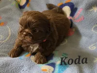 AKC Koda💜🐾🎁, a male Shih Tzu for sale in Charlotte, NC – 5 of 10
