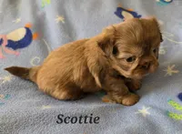 AKC Scottie ⚽️ 🏓 💙, a male Shih Tzu for sale in Charlotte, NC – 10 of 10