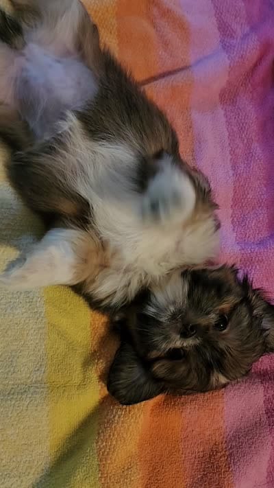 AKC BELLA 🎀🔮🪁, a female Shih Tzu for sale in Charlotte, NC – 10 of 10
