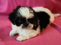 AKC INDY 🍎🍭🎂, a female Shih Tzu for sale in Charlotte, NC – 4 of 10