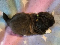 AKC DAISY 🍿🍇🍓, a female Shih Tzu for sale in Charlotte, NC – 3 of 10