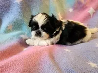 AKC INDY 🍎🍭🎂, a female Shih Tzu for sale in Charlotte, NC – 2 of 10