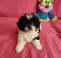 AKC BAILEY 💙💓♥️, a female Shih Tzu for sale in Charlotte, NC – 4 of 10