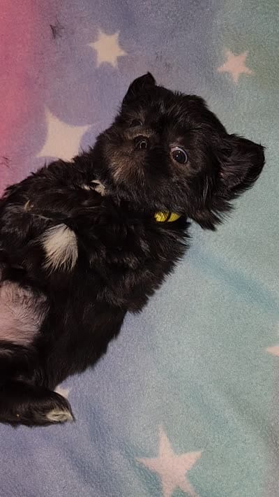 AKC JASMINE 💙💓♥️, a female Shih Tzu for sale in Charlotte, NC – 10 of 10