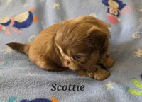 AKC Scottie ⚽️ 🏓 💙, a male Shih Tzu for sale in Charlotte, NC – 9 of 10
