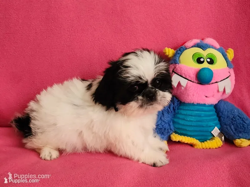 AKC INDY 🍎🍭🎂 – Shih Tzu puppy for sale in Charlotte, NC