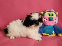 AKC INDY 🍎🍭🎂, a female Shih Tzu for sale in Charlotte, NC – 9 of 10