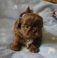 AKC Koda💜🐾🎁, a male Shih Tzu for sale in Charlotte, NC – 9 of 10