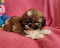 AKC COOPER ⚽️ 🏓 🪁, a male Shih Tzu for sale in Charlotte, NC – 10 of 10