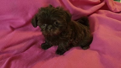 AKC LILLY 💙💓♥️, a female Shih Tzu for sale in Charlotte, NC – 10 of 10