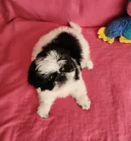 AKC INDY 🍎🍭🎂, a female Shih Tzu for sale in Charlotte, NC – 3 of 10