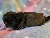 AKC DAISY 🍿🍇🍓, a female Shih Tzu for sale in Charlotte, NC – 5 of 10