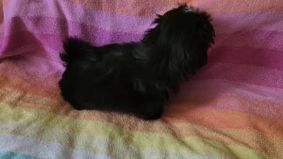 AKC CONNOR 💙📫💎, a male Shih Tzu for sale in Charlotte, NC – 9 of 9