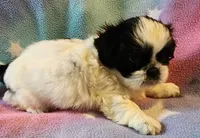AKC INDY 🍎🍭🎂, a female Shih Tzu for sale in Charlotte, NC – 3 of 10