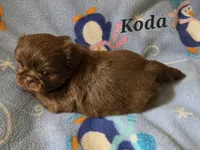 AKC Koda💜🐾🎁, a male Shih Tzu for sale in Charlotte, NC – 7 of 10