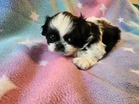 AKC INDY 🍎🍭🎂, a female Shih Tzu for sale in Charlotte, NC – 5 of 10